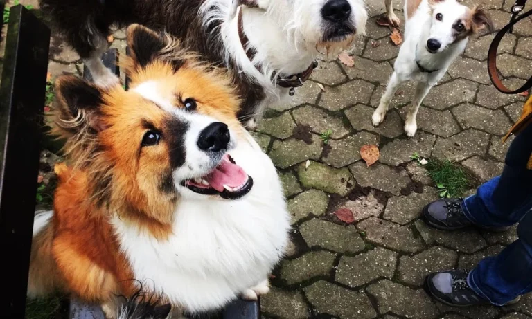 Dr. med. vet. Ulrich Jautz