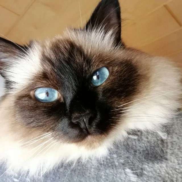 Dr. med. vet. Ulrich Jautz