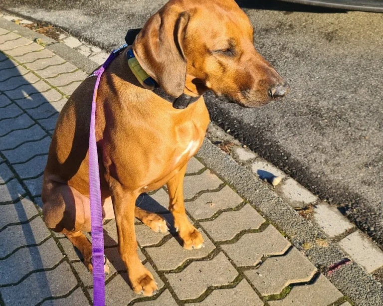 Dr. med. vet. Ulrich Jautz