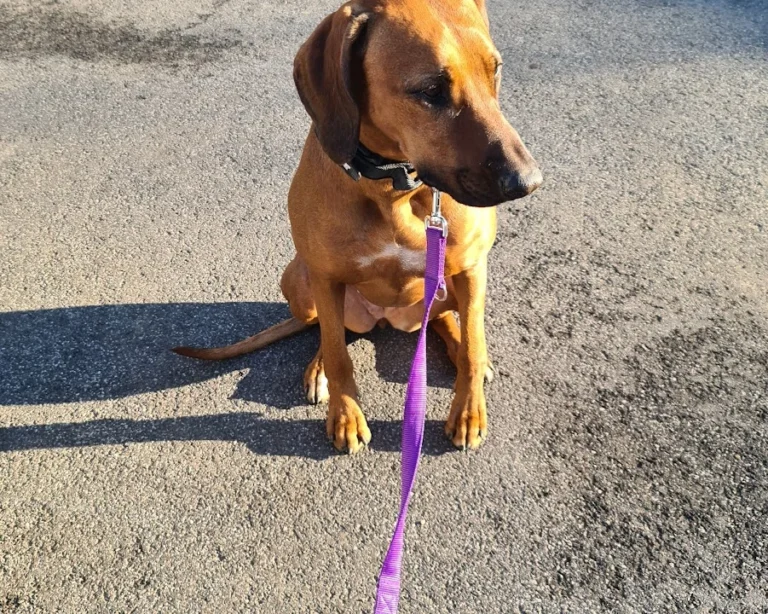 Dr. med. vet. Ulrich Jautz