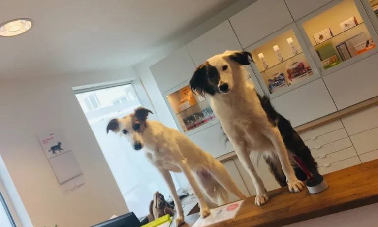 Dr. med. vet. Ulrich Jautz