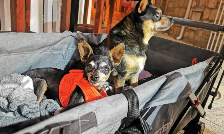 Dr. med. vet. Ulrich Jautz