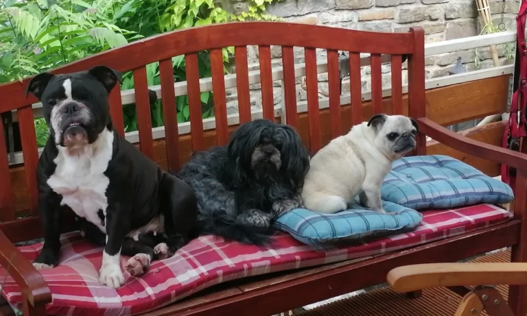 Dr. med. vet. Ulrich Jautz