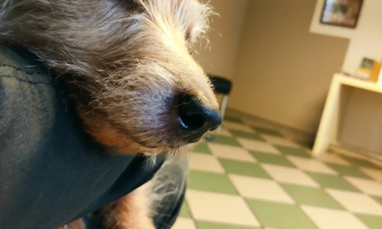 Dr. med. vet. Uta Bachler & Dr. med. vet. Götz Bachler