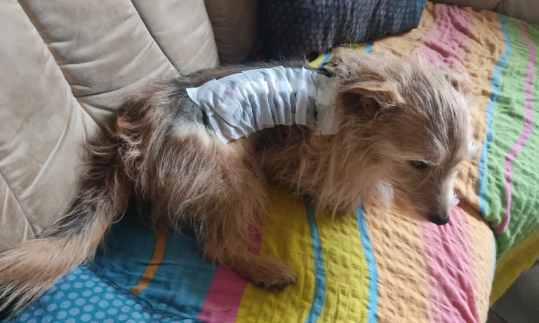 Dr. med. vet. Uta Bachler & Dr. med. vet. Götz Bachler