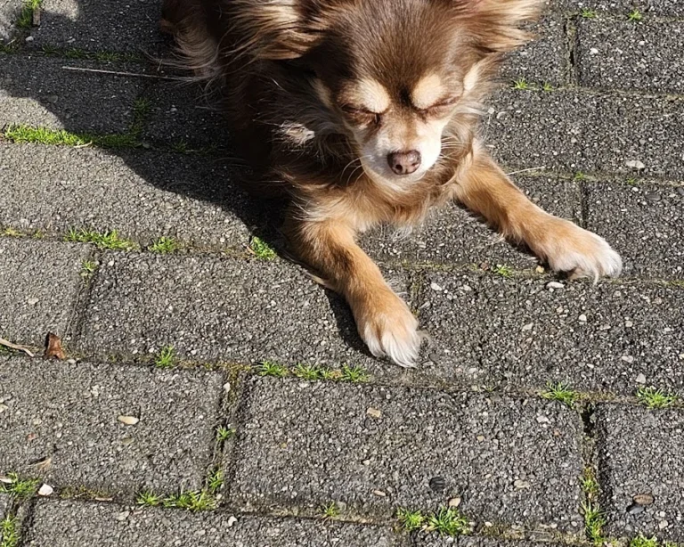 Dr. med. vet. Uta Bachler & Dr. med. vet. Götz Bachler
