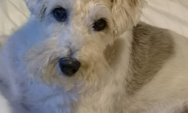 Dr. med. vet. Uta Bachler & Dr. med. vet. Götz Bachler