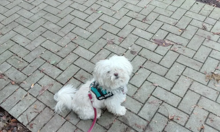 Dr. med. vet. Uta Bachler & Dr. med. vet. Götz Bachler