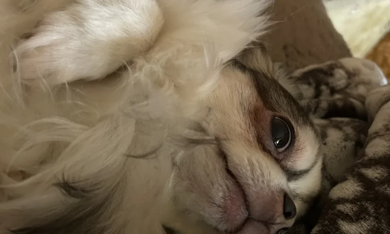 Dr. med. vet. Uta Bachler & Dr. med. vet. Götz Bachler