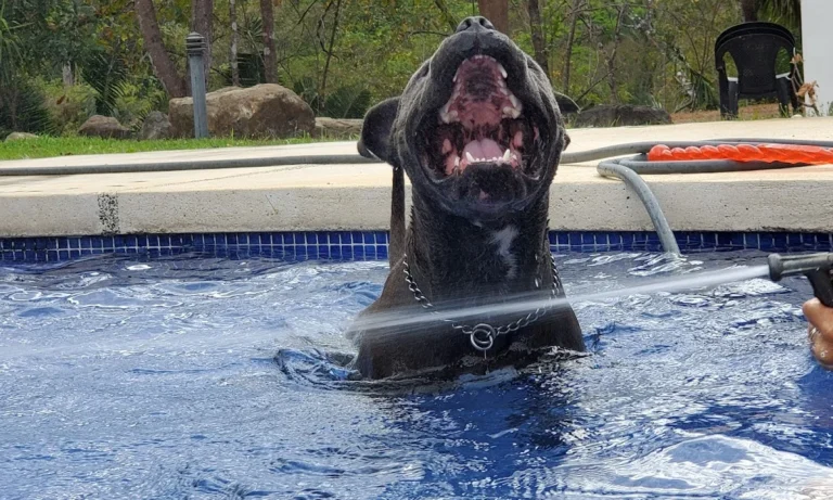 Dr. med. vet. Wolf Kaser - Bergisch Gladbach