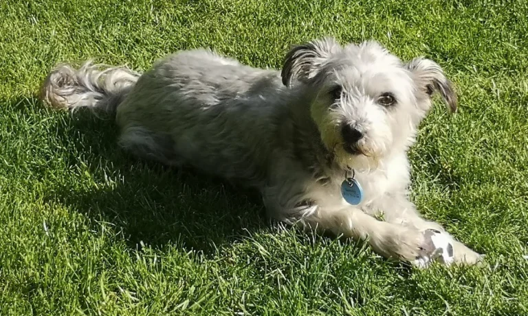 Dr. med. vet. Wolf Kaser - Bergisch Gladbach