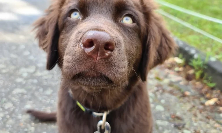 Dr. med. vet. Wolf Kaser - Bergisch Gladbach