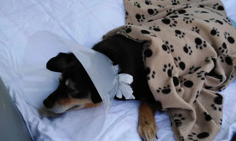 Dr. med. vet. Wolf Kaser - Bergisch Gladbach