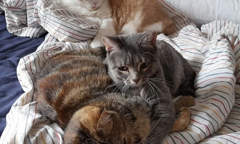 Dr. Stefan Schmid - Tierarzt