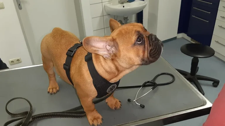 Dr. Stefan Schmid - Tierarzt