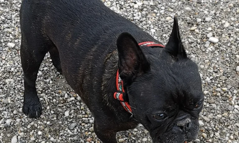 Dr. Stefan Schmid - Tierarzt