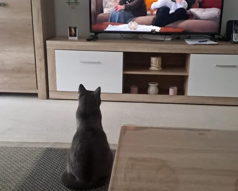 Dr. Stefan Schmid - Tierarzt