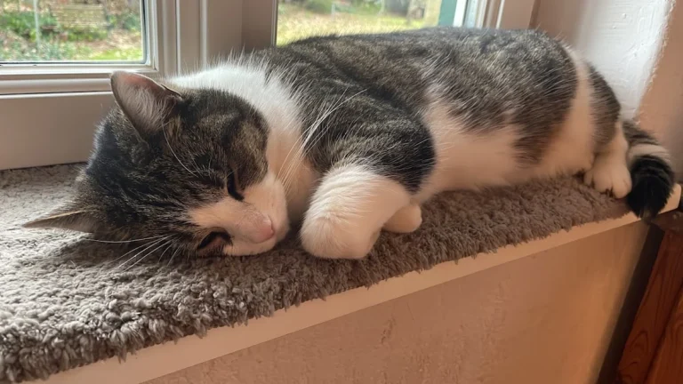 Dr. Thomas Jach Tierarzt