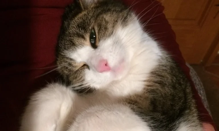 Dr. Thomas Jach Tierarzt