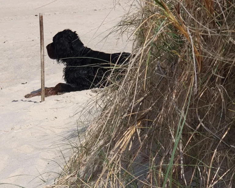 Dr. Thomas Jach Tierarzt