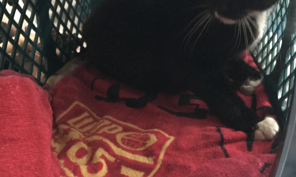 Tierarzt Dr. Ulrike Forster Solingen