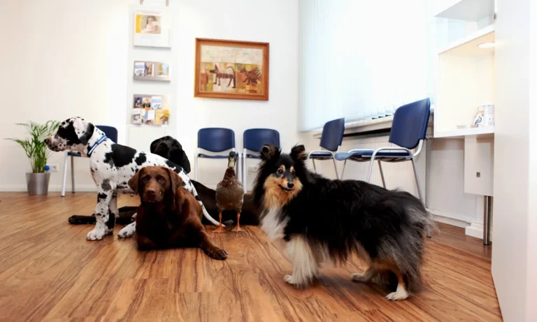 Dr. Uwe Jaspers, Kleintierpraxis