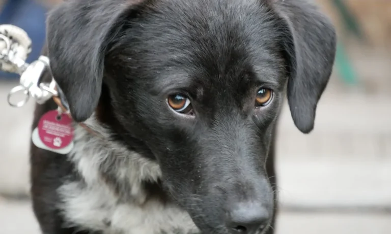 Dr. Uwe Jaspers, Kleintierpraxis