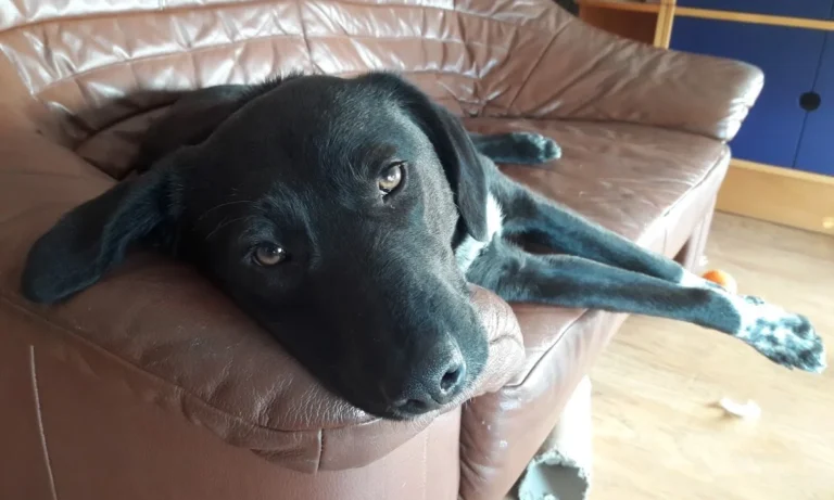 Dr. Uwe Jaspers, Kleintierpraxis