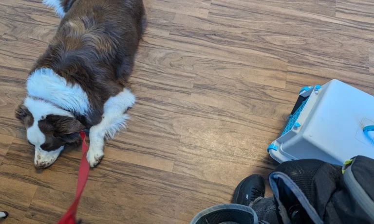 Dr. Uwe Jaspers, Kleintierpraxis