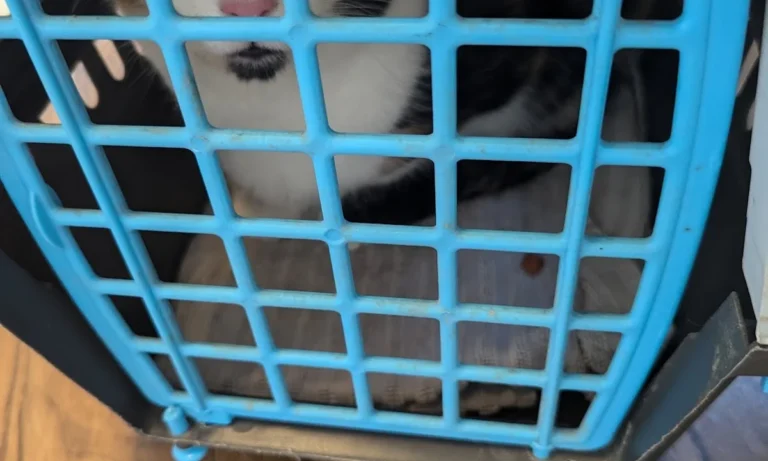 Dr. Uwe Jaspers, Kleintierpraxis