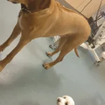 Dr. Volker Robert Gerlitzki