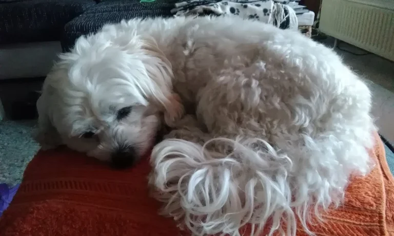 Dr. Volker Robert Gerlitzki