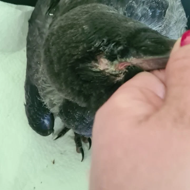 Dr. Volker Robert Gerlitzki