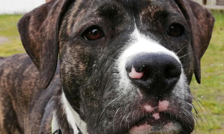 Dr. Volker Robert Gerlitzki