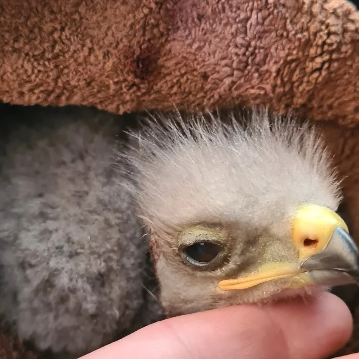 Dr. Volker Robert Gerlitzki