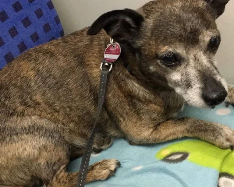 Dr. Volker Robert Gerlitzki