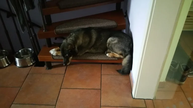 Dr. Volker Robert Gerlitzki