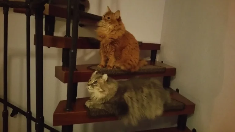 Dr. Volker Robert Gerlitzki