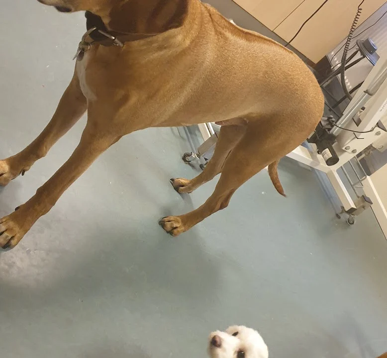 Tierarzt Dr. Volker Robert Gerlitzki Hamburg