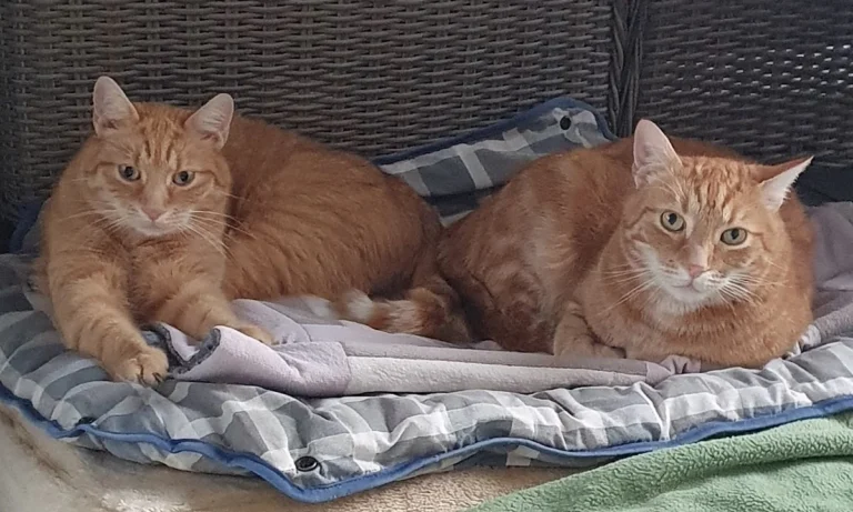 Dres. Behncke und Pluschke