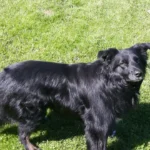 Edmond Mey, praktischer Tierarzt