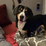 Elena Panova Tierärztin in Frankfurt