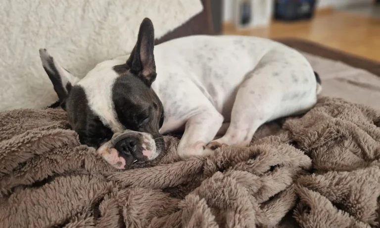 Fachtierarztpraxis Dr. Lippert