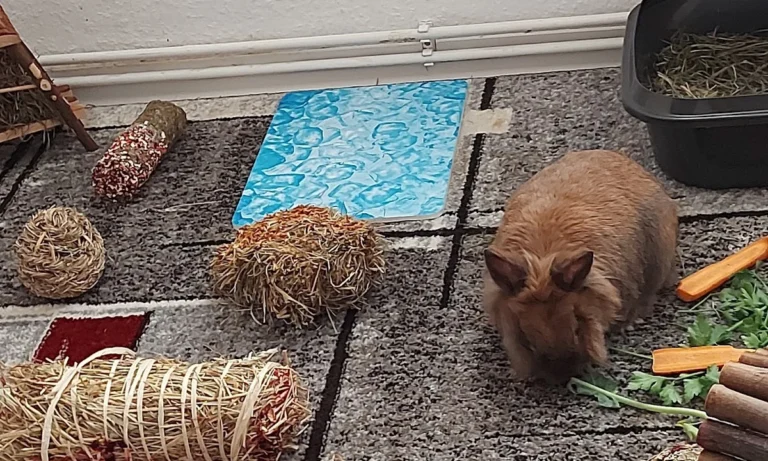 Fachtierarztpraxis Dr. Lippert