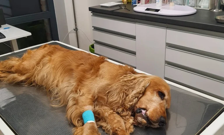 Fachtierarztpraxis Dr. Lippert