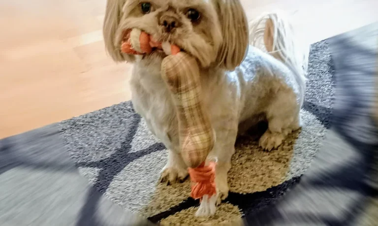 Fachtierarztpraxis Dr. Lippert