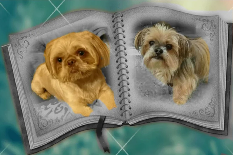 Fachtierarztpraxis Dr. Lippert