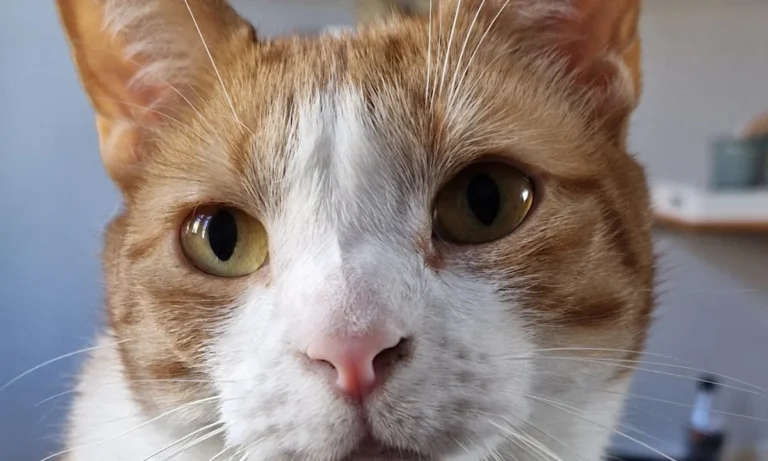 felmo Mobiler Tierarzt Bremen