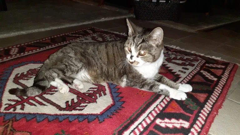 felmo Mobiler Tierarzt Bremen