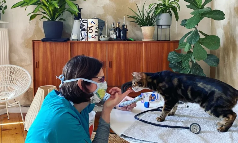 felmo Mobiler Tierarzt Bremen